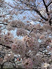 高田川の桜写真